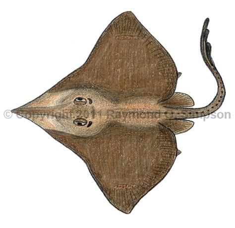Dipturus teevani .